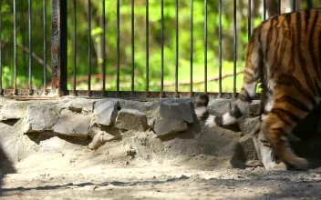 Free Video Stock tiger walking inside a cage