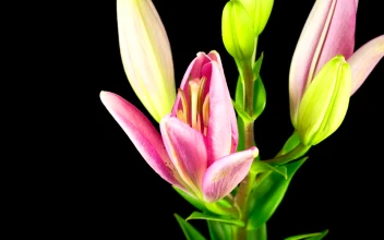 Free Video Stock time lapse of a pink lily flower opening