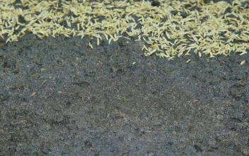 Free Video Stock time lapse of growing grass