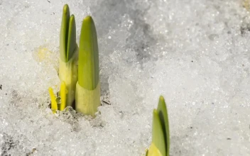 Free Video Stock time lapse of melting snow in the ground
