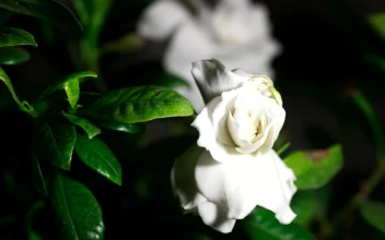 Free Video Stock time lapse of white gardenia flower opening in slow motion