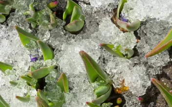 Free Video Stock time lapse shot of melting snow in the ground