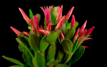 Free Video Stock timelapse of a blooming cactus