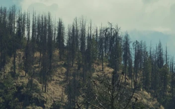 Free Video Stock timelapse of a forest during the afternoon