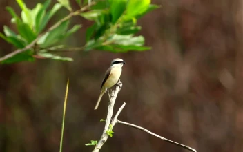 Free Video Stock tiny bird sitting at the end of a branch