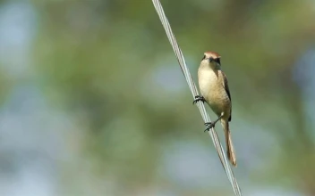 Free Video Stock tiny bird standing on a cable