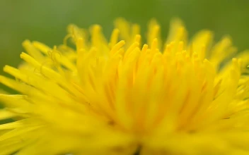 Free Video Stock tiny bugs on a dandelion