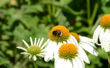 Free Video Stock tiny bumblebee on a flower