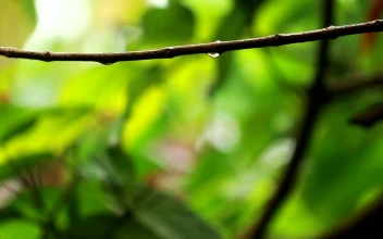 Free Video Stock tiny drops of rain on leaves