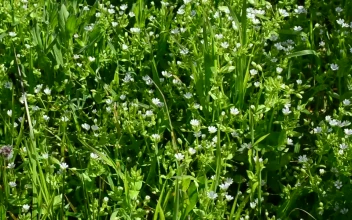 Free Video Stock tiny flowers growing in a field