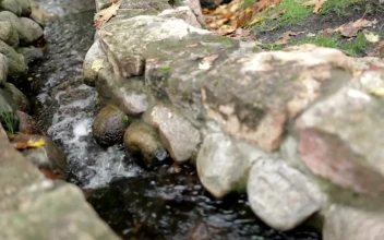 Free Video Stock tiny garden stream flowing