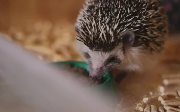 Free Video Stock tiny hedgehog eating from a bowl