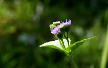 Free Video Stock tiny insects on a garden plant