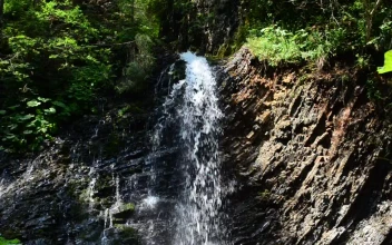 Free Video Stock tiny waterfall in a forest