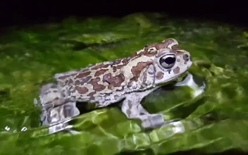 Free Video Stock toad sitting in a stream