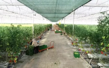 Free Video Stock tomato plants growing