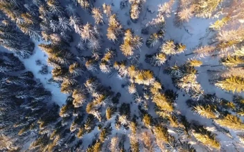 Free Video Stock top aerial shot of a snowy forest