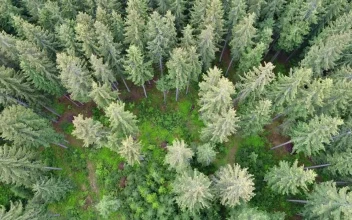 Free Video Stock top aerial shot of tall pine trees at a forest