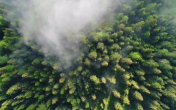 Free Video Stock top aerial view of a mist filled forest
