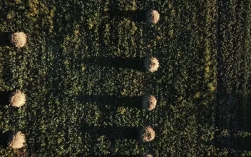 Free Video Stock top down aerial view of an agriculture field