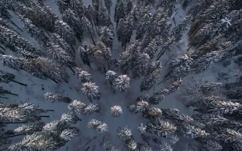 Free Video Stock top shot of a winter forest full of pine trees