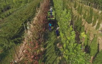 Free Video Stock top view of labourers in tree farm