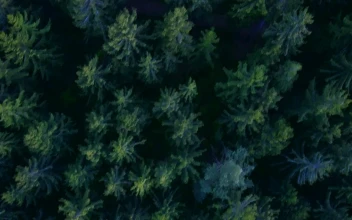 Free Video Stock top view of the tip of the pines in the