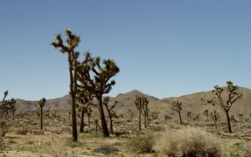 Free Video Stock tour in the desert