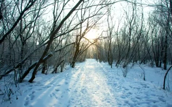 Free Video Stock tour trough the snow of a winter forest