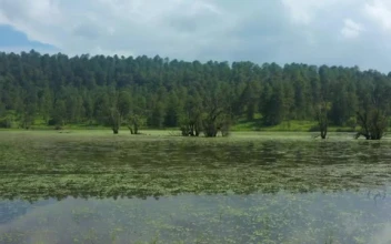 Free Video Stock touring a lake in the middle of a large pine