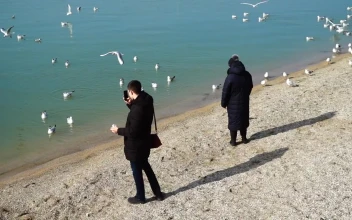 Free Video Stock tourists taking photos of seagulls