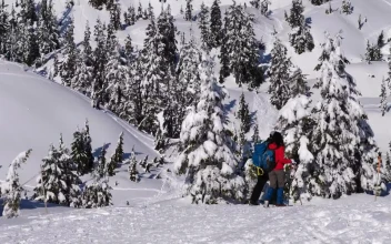 Free Video Stock tourists walking on the snow among pine trees