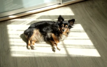 Free Video Stock toy terrier taking a sunbath in the floor