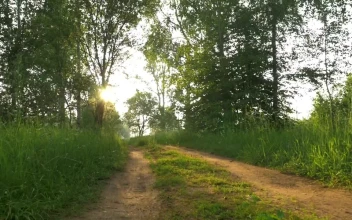 Free Video Stock tracks down a country lane