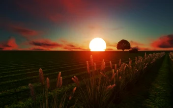 Free Video Stock tractor in a wheat field at sunset done in cgi