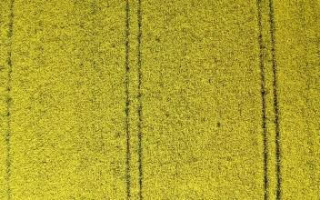 Free Video Stock tractor lanes in a field