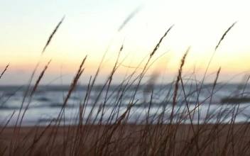 Free Stock Video Waves Reaching The Beach Behind Plants