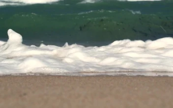 Free Stock Video Waves And Seaweed Washing Ashore