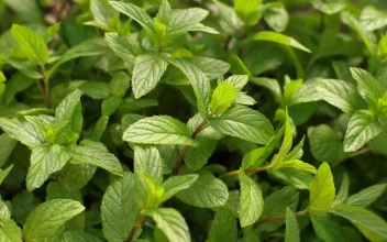 Free Stock Video Watering Mint Plants