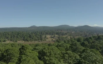 Free Stock Video Warm Natural Environment From Above On A Sunny Day