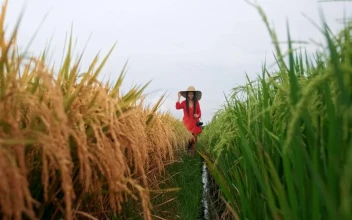 Free Stock Video Wanderlust Walking Through An Agriculture Field