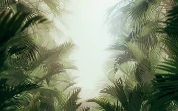 Free Stock Video Walking Through Tropical Plants And Fog