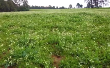 Free Stock Video Walking Through A Mountain Range Surrounded By A Large Forest Small