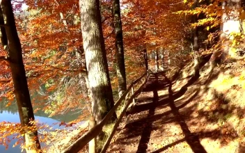 Free Stock Video Walking Through A Forest Path Near The Lake