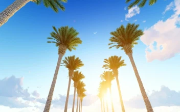 Free Stock Video Walking Down A Hallway Of Tall Palm Trees