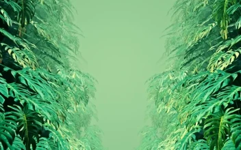 Free Stock Video Walking Among Leaves Of Swiss Cheese Plants