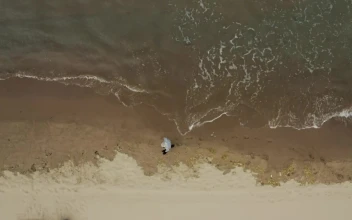 Free Stock Video Walking Along The Wet Sand