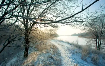 Free Stock Video Walking A Path In A Frozen Forest