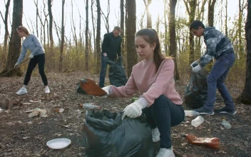 Free Stock Video Volunteers Collect Garbage From The Forest