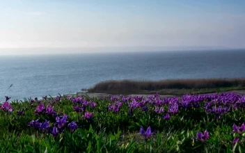 Free Stock Video Violet Wildflowers Moving In The Wind